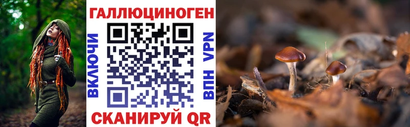 Галлюциногенные грибы Psilocybine cubensis Колпашево
